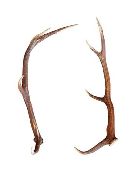 front and side view of a red deer antler isolated over white background