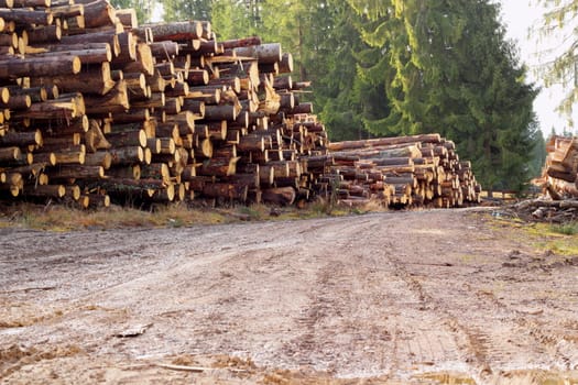bunch of felled spruce trunks near a mountain road