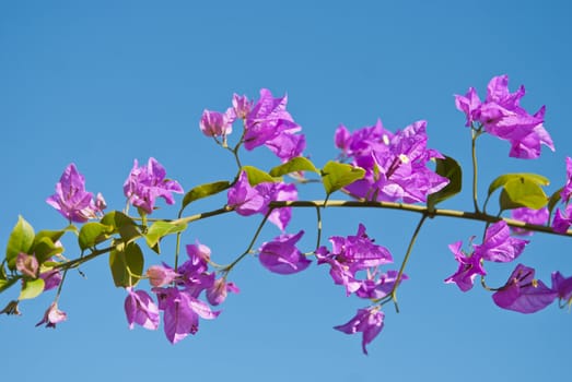 Pink tropical bougainvillea on blue sky background