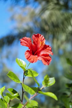 Red hibiscus on blue sky and palm trees background