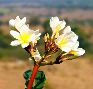 white and yellow frangipani flowers with leaves in background