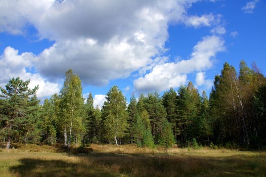 Landscape of young green forest with bright blue sky