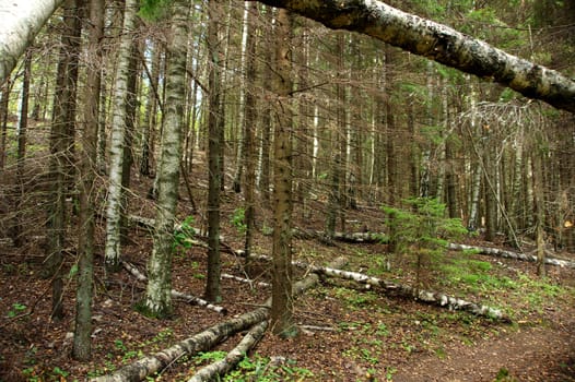 Felled tree trunks in a wild forest 