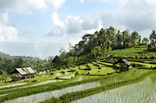 terraced rice field landcape in bali indonesia