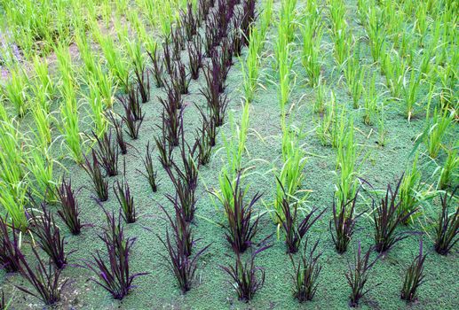 Cultivation of baby sticky rice in water
