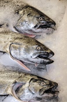 Three fresh salmon on ice at the market