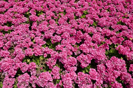 bright pink flowers in the sunshine