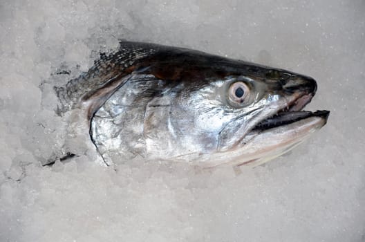 Salmon on ice at the market