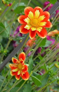 Orange dahlia with inner yellow petals in full bloom