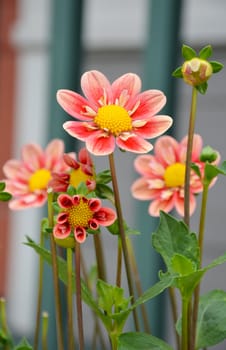 PInk dahlia flowers in summer garden