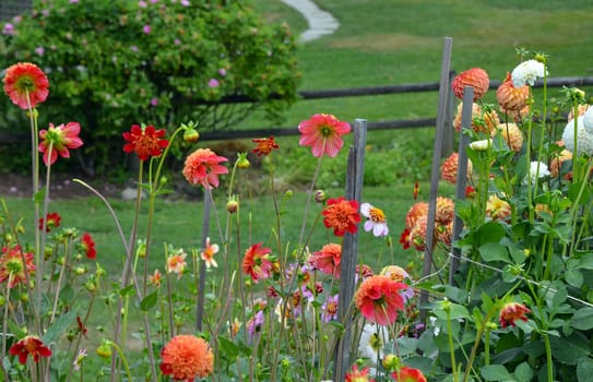 Colorful dahlia flower garden in late summer