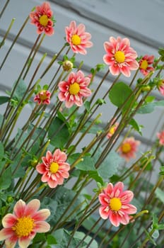 Pretty pink dahlia flowers in summer garden