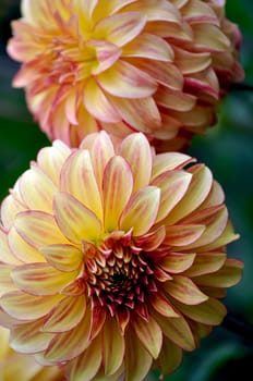 Two beautiful dahlia flowers