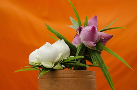 flowers against orange background