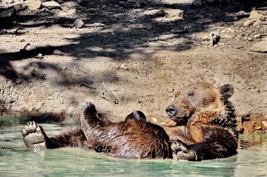 Playful brown bear in the water