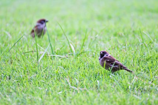 Sparrow on grass