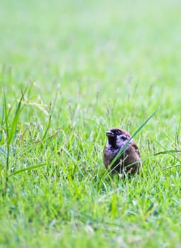 Sparrow on grass