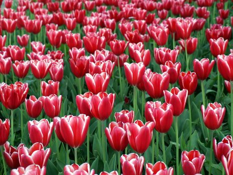 Tulip farm at the Netherlands