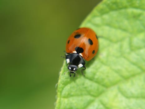 Spotted ladybird on a green leaf