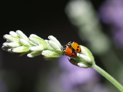 Ladybirds having sex