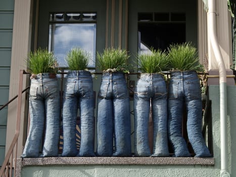 Funny image of grass growing from jeans