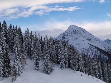 Snowy forrest at the top of a mountain. 