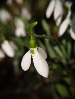 Snowdrops with its natural background