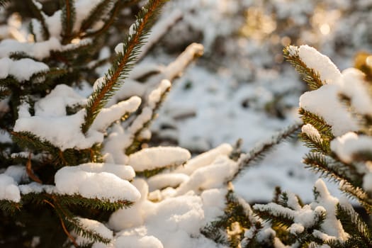 Snow covered tree branch, evergreen in winter time







Snow covered tree branch