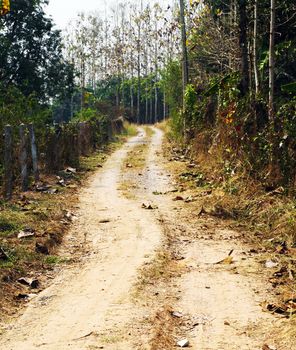 country road that runs along a forest