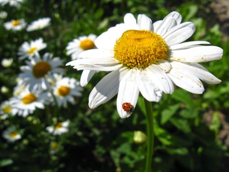 a little ladybird on the white chamomile