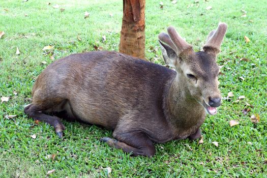 Deers resting in green grassy