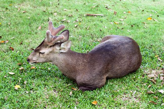 Deers resting in green grassy