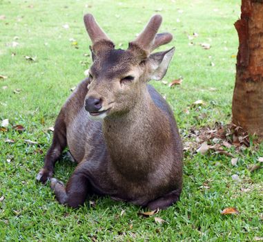 Deers resting in green grassy