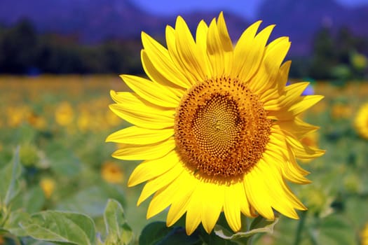 sunflowers at the field in summer