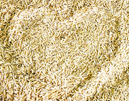 heart texture of paddy rice