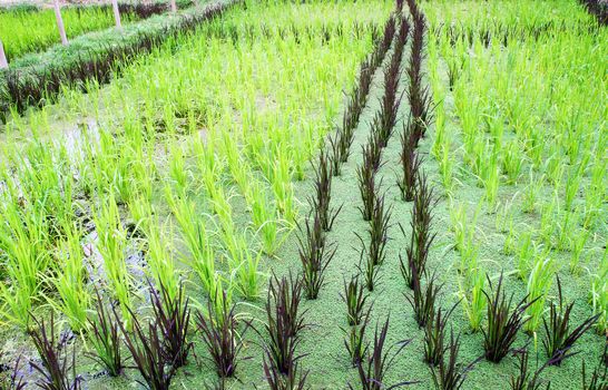 Cultivation of baby sticky rice in water