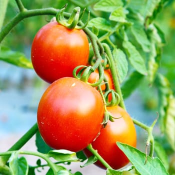 Close up of fresh red tomatoes still on the plant