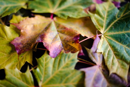Greatly coloured autumn maple leaves on a dark background