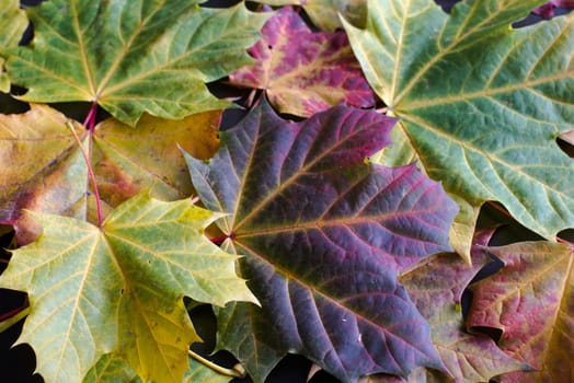 Greatly coloured autumn maple leaves on a dark background
