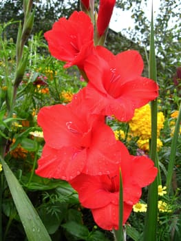 a beautiful and bright flower of red gladiolus