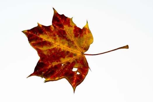 Greatly coloured autumn maple leaf on a white background