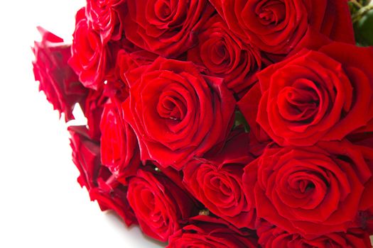 Red roses isolated on white background