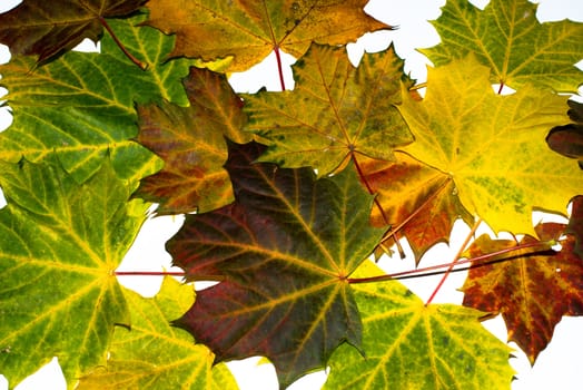 Greatly coloured autumn maple leaves on a white background