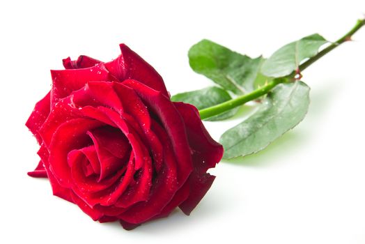 Single red rose flower isolated on white background 