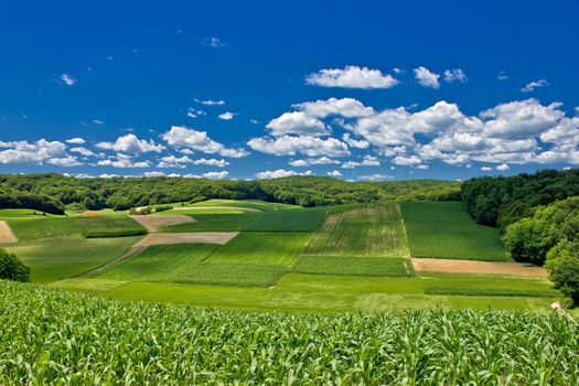 Beautiful green agricultural landscape in Croatia, corn and hay fields