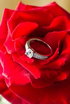 Golden diamond ring and rose