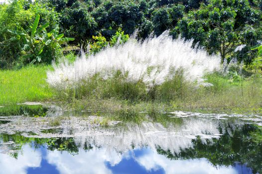 Grass and lake.  Near the Thai-Cambodian border.