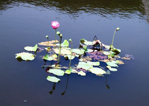 lotus flower on the river