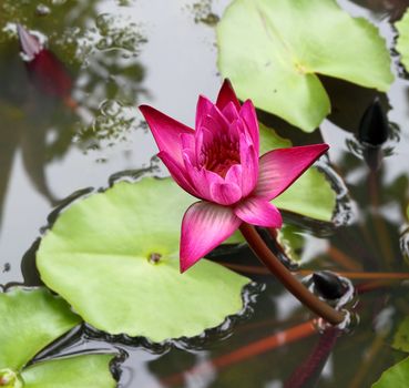 pink lotus blooming on lotus pond