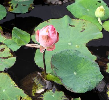 pink lotus on lotus pond